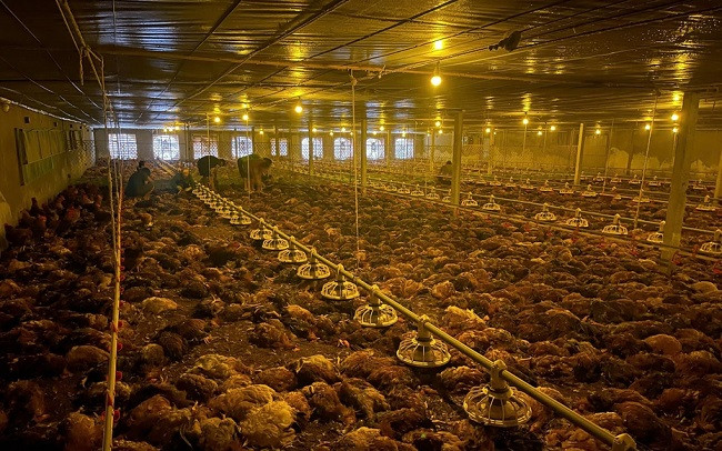 Nghệ An: Ngập nước gây chập điện, hàng nghìn con gà bị chết Nghe An: Ngap nuoc gay chap dien, hang nghin con ga bi chet