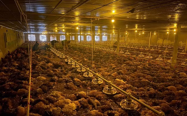 Nghe An: Ngap nuoc gay chap dien, hang nghin con ga bi chet