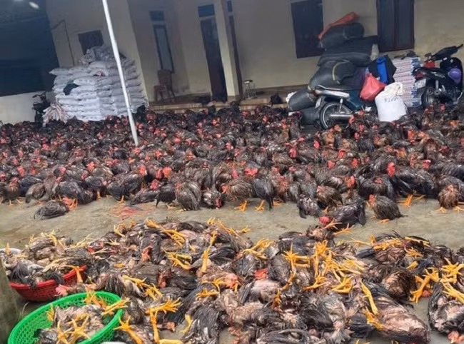 Nghe An: Ngap nuoc gay chap dien, hang nghin con ga bi chet-Hinh-2