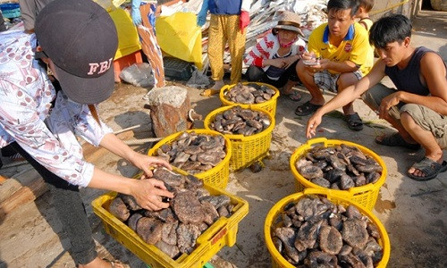 Banh lông, một đặc sản có giá trị dinh dưỡng cao hơn hải sâm, nhưng người dân Phú Quốc không biết ăn, để Trung Quốc thu mua với giá bèo.