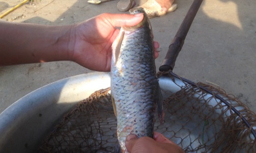 Cá trắm cỏ sông Đà tươi ngon được người dân đánh bắt vào buổi sáng sớm và làm sạch vẩy trước khi chế biến.