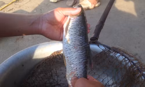 Cá trắm cỏ sông Đà tươi ngon được người dân đánh bắt vào buổi sáng sớm và làm sạch vẩy trước khi chế biến.