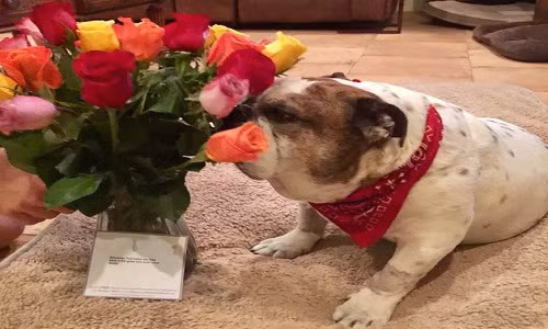 “Sebastian, hãy mau khỏe nhé! Con sẽ sớm quay trở lại cuộc chơi nhanh thôi. Bố yêu con!”, tấm thiệp viết.