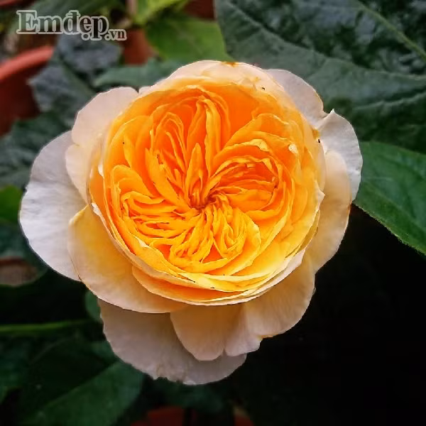 Hồng Juliet Rose khoe sắc kiêu sa.