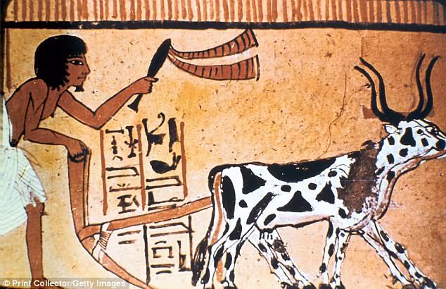 Việc sở hữu những động vật trên được cho là giúp mọi người xác định ai là người giàu có.