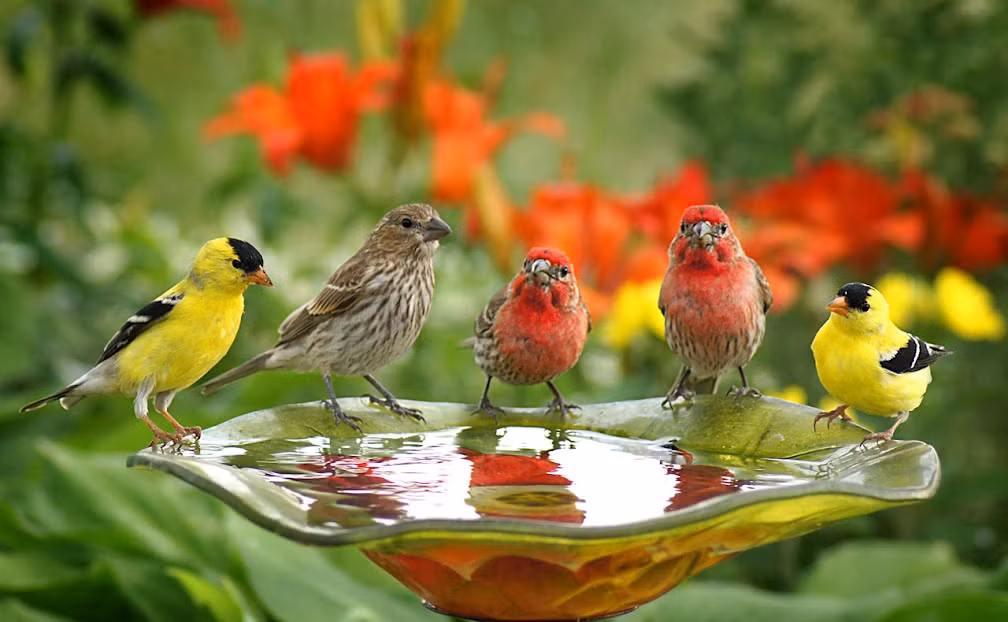 Vì vậy, cậu bé trở thành bạn với những chú chim nên mất khả năng giao tiếp, hành động như những con chim. Mãi đến năm 7 tuổi, Vanya được các nhân viên y tế Nga phát hiện và cứu sống. Sau đó, cậu được đưa đến trung tâm điều trị tâm lý và có những chuyển biến tốt.