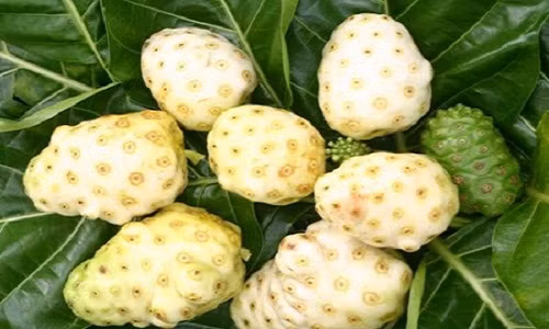 Quả Noni – món đặc sản “bốc mùi” ở Costa Rica