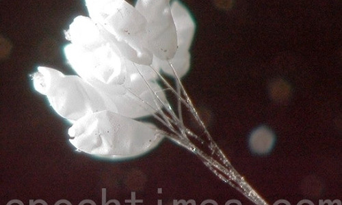 (Nguồn http://mb.dkn.tv/doi-song/trung-con-trung-hay-loai-hoa-uu-dam-huyen-thoai.html)