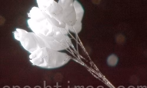 (Nguồn http://mb.dkn.tv/doi-song/trung-con-trung-hay-loai-hoa-uu-dam-huyen-thoai.html)