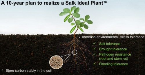 Suberin là một chất polyme có thể giữ được carbon trong rễ cây đến hàng trăm năm, giúp tăng thêm oxy trong khí quyển và làm rễ cây lâu năm trở nên vững chắc hơn.