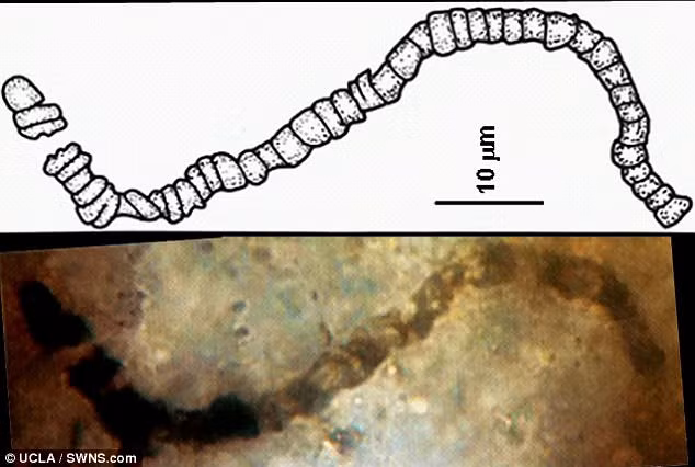Các nhà nghiên cứu phát hiện các vi sinh vật trên một tảng đá nhỏ đã có niên đại ít nhất 3,5 tỷ năm tuổi.