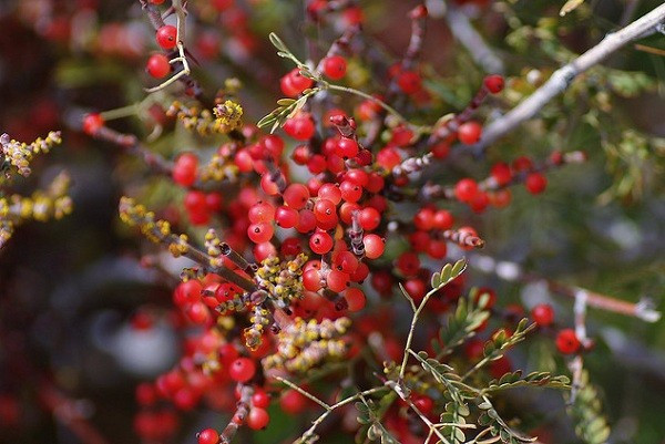 Đặc biệt, những bạn còn cô đơn lẻ bóng ở Ireland sẽ đặt nhánh cây tầm gửi, cây nhựa ruồi hoặc cây thường xuân dưới gối để cầu mong sớm tìm thấy một nửa của mình.