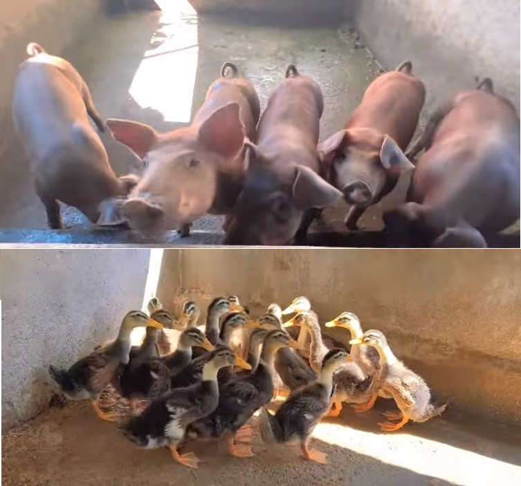 Ngoài công việc chăn nuôi và chăm sóc vườn tược, Siu Black tâm sự: "Khi nào mà đứng trên sân khấu, Siu Black vẫn là Siu Black máu lửa và vẫn hát như thế".