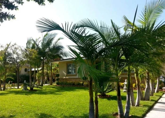 Ở Mỹ, giọng ca "Sầu tím thiệp hồng" có cả một biệt thự sân vườn rộng rãi, trồng nhiều loại cây đặc trưng ở Việt Nam như tre cảnh, khế, đu đủ...