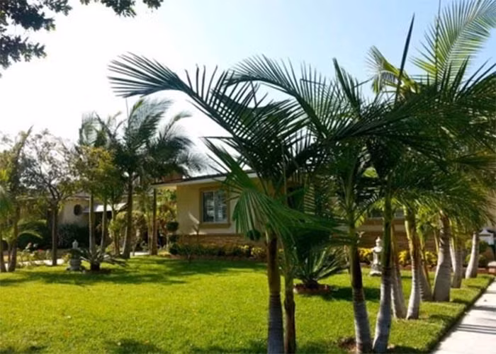 Ở Mỹ, giọng ca "Sầu tím thiệp hồng" có cả một biệt thự sân vườn rộng rãi, trồng nhiều loại cây đặc trưng ở Việt Nam như tre cảnh, khế, đu đủ...