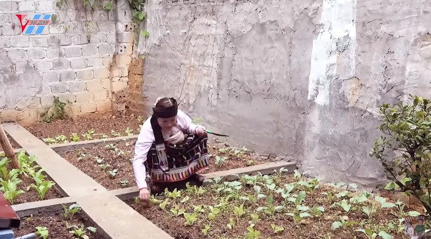 Nữ diễn viên hài người dân tộc Thái dành một khoảng sân nhỏ bên cạnh nhà để trồng rau.