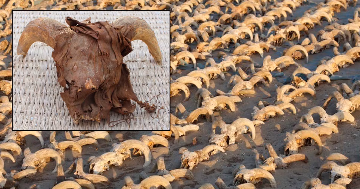 Nhóm chuyên gia từ Viện Nghiên cứu Thế giới Cổ đại thuộc Đại học New York, Mỹ đã thực hiện một cuộc khai quật tại đền thờ pharaoh Ramesses II ở thành phố cổ Abydos, miền nam Ai Cập. Tại đây, họ phát hiện ít nhất 2.000 đầu cừu được ướp xác. Những đầu cừu đực này có niên đại khoảng 2.000 tuổi.