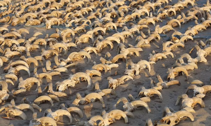 Ngoài hơn 2.000 đầu cừu đực, các nhà khảo cổ còn tìm thấy xác ướp của một số động vật khác như: cừu cái, chó, dê rừng, bò, linh dương và cầy mangut.