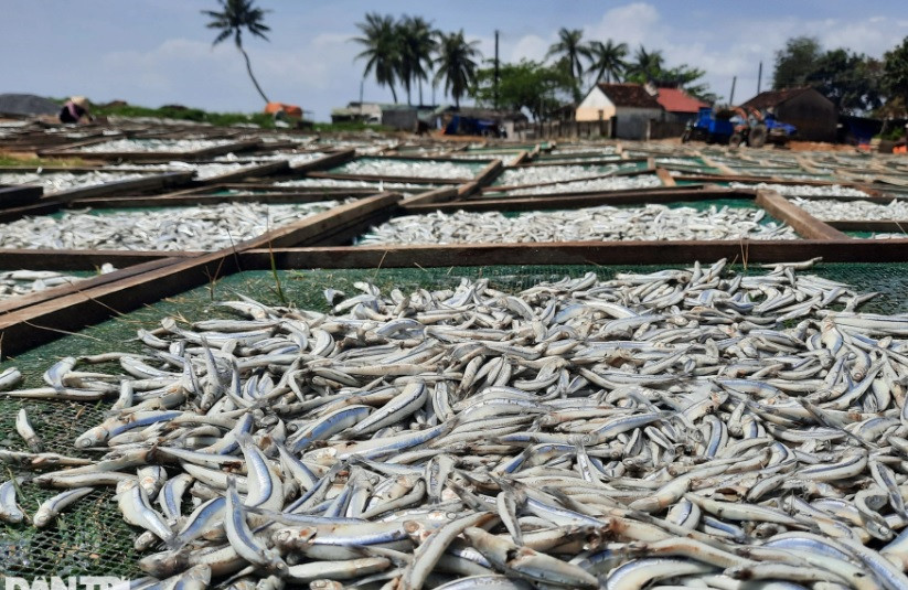 Ông Phạm Văn Nở - chủ một cơ sở sản xuất cá cơm khô cho biết đã gắn bó với nghề gần 10 năm. Mỗi ngày xưởng nhà ông thu mua 10 tấn cá cơm tươi để làm khô. Bắt đầu từ tháng 3, cơ sở của ông Nở hoạt động liên tục. Mỗi ngày ông phải thuê 20 người làm. "Bám nghề này cũng sống ổn, còn tạo được công ăn việc làm cho chị em phụ nữ", ông Nở nói.