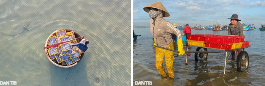 Cá về bến, chủ cơ sở sẽ thu mua, thuê người vận chuyển đến nơi sản xuất. Mỗi ngày, một cơ sở có thể thu mua 8-10 tấn cá cơm để phơi khô.