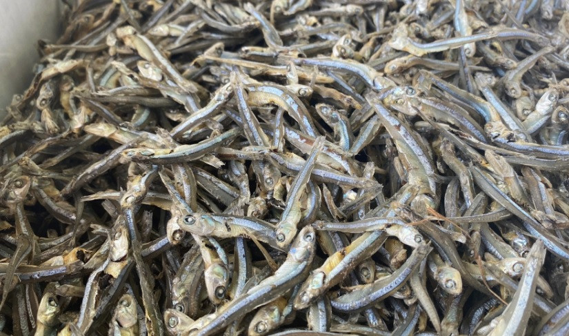 Khoảng 3kg cá tươi sẽ làm được 1kg khô. Cá cơm khô được chế biến thành nhiều món ngon nên nhu cầu của thị trường rất lớn. Cá khô được xuất bán khắp nơi trong cả nước, một phần xuất sang Trung Quốc. Hiện giá cá khô dao động 70-80 nghìn đồng/kg.