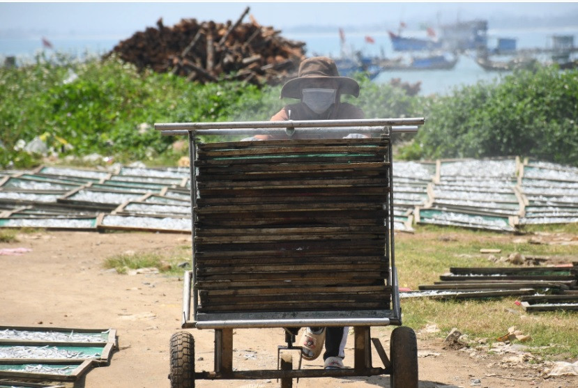 Những khay cá hấp còn nóng hổi được đưa được lên xe đẩy đi phơi. Công việc này hầu hết do phụ nữ đảm nhiệm. Chị Nguyễn Thị Ánh Tuyết (xã Tịnh Kỳ, TP Quảng Ngãi) cho biết, công việc bắt đầu từ khoảng 8h đến 16h mỗi ngày. Buổi sáng, chị Tuyết cùng hàng chục phụ nữ khác vận chuyển cá vào lò hấp rồi mang cá đi phơi. Đến cuối ngày, công việc là thu cá đã khô rồi đóng gói.