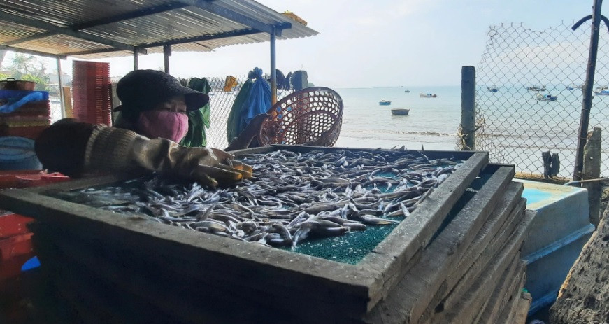 Cá cơm sau khi mua về được rửa qua nước, trải đều lên vỉ. Mỗi vỉ có khoảng 4-5kg cá tươi. Khoảng 20 vỉ cá được xếp chồng lên nhau rồi đưa vào hấp.