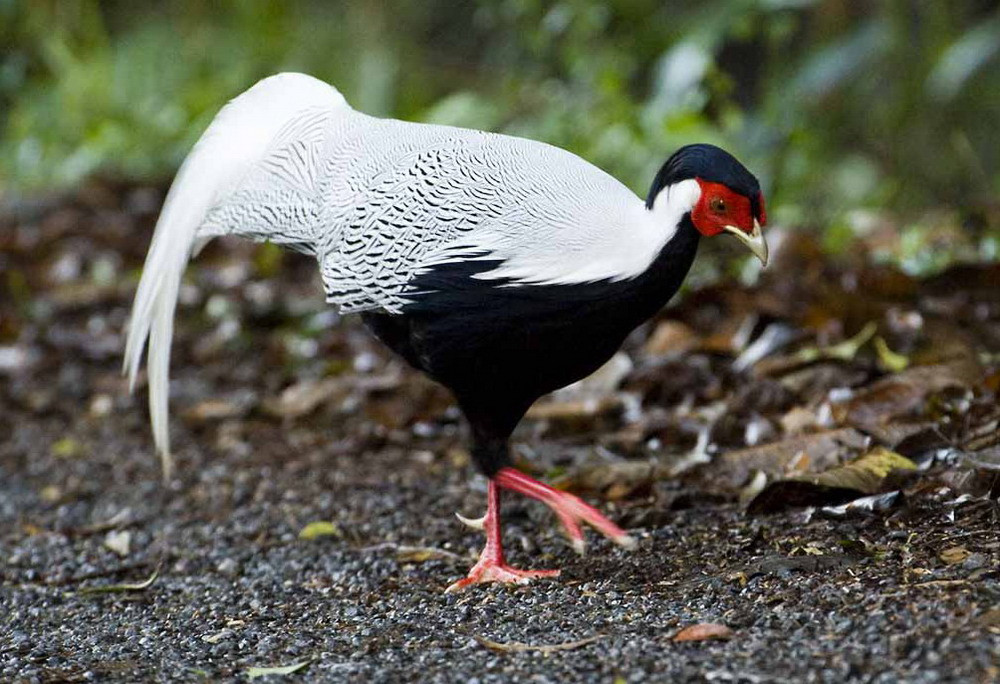 Có tên trong Sách đỏ, gà lôi trắng là một trong những giống gà đẹp nhất Việt Nam.