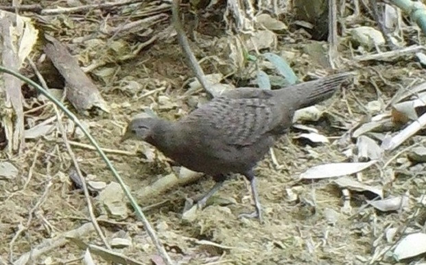 Theo báo cáo, tính đến nay, lực lượng kiểm lâm tại Khu bảo tồn thiên nhiên Pù Hu đã phát hiện 5 cá thể gà lôi trắng và gà tiền mặt vàng tại tiểu khu 56 thuộc rừng đặc dụng Pù Hu.