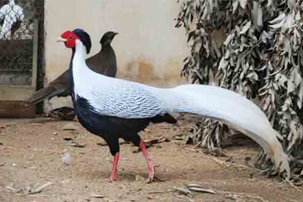 Hiện lực lượng kiểm lâm tại Khu bảo tồn thiên nhiên Pù Hu nuôi thử nghiệm 100 cá thể gà lôi trắng trong khu bảo tồn với mục đích bảo tồn loài gà quý này.