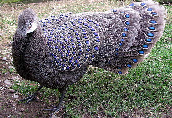 Trong khi đó, gà tiền mặt vàng (tên khoa học là Polyplectron bicalcaratum) là loài quý hiếm nhất trong các loài gà được ghi nhận tại Khu bảo tồn thiên nhiên Pù Hu.