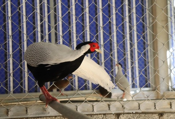 Cụ thể, hai giống gà gồm gà lôi trắng và gà tiền mặt vàng được lực lượng kiểm lâm tại Khu bảo tồn thiên nhiên Pù Hu phát hiện qua việc đánh bẫy ảnh trong rừng đặc dụng.