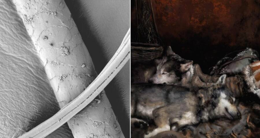 Ở phần đáy ngôi mộ, các chuyên gia tìm thấy 24 mảng lông động vật có vú. Mặc dù nhiều sợi lông đã hư hỏng nhưng họ có thể xác định một số sợi lông đến từ động vật họ chó, có thể là chó sói và chúng được đặt ở chân đứa trẻ.