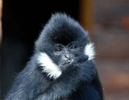 Với mong muốn cá thể vượn đen má trắng có cuộc sống tốt hơn, ông Dương quyết định bàn giao con vật cho lực lượng kiểm lâm. Sau khi tiếp nhận, cán bộ kiểm lâm đưa cá thể trên về Trạm Cứu hộ động vật hoang dã Củ Chi chăm sóc trước khi thả về môi trường tự nhiên.