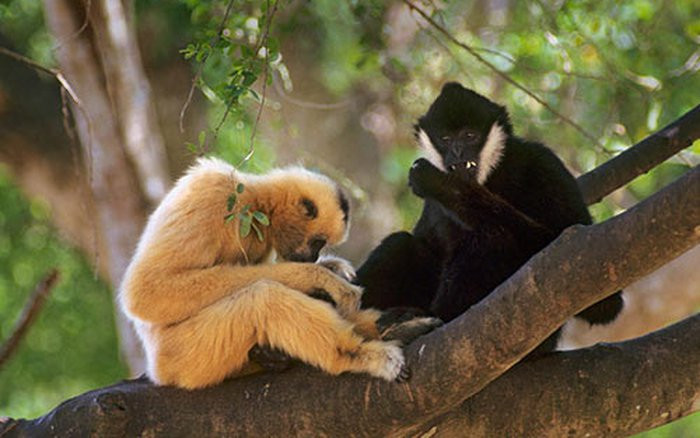 Vượn đen má trắng có tên khoa học là Nomascus leucogenys, thuộc nhóm IB trong danh mục động vật rừng nguy cấp, quý hiếm.