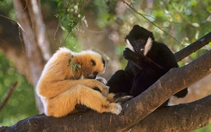 Vượn đen má trắng có tên khoa học là Nomascus leucogenys, thuộc nhóm IB trong danh mục động vật rừng nguy cấp, quý hiếm.