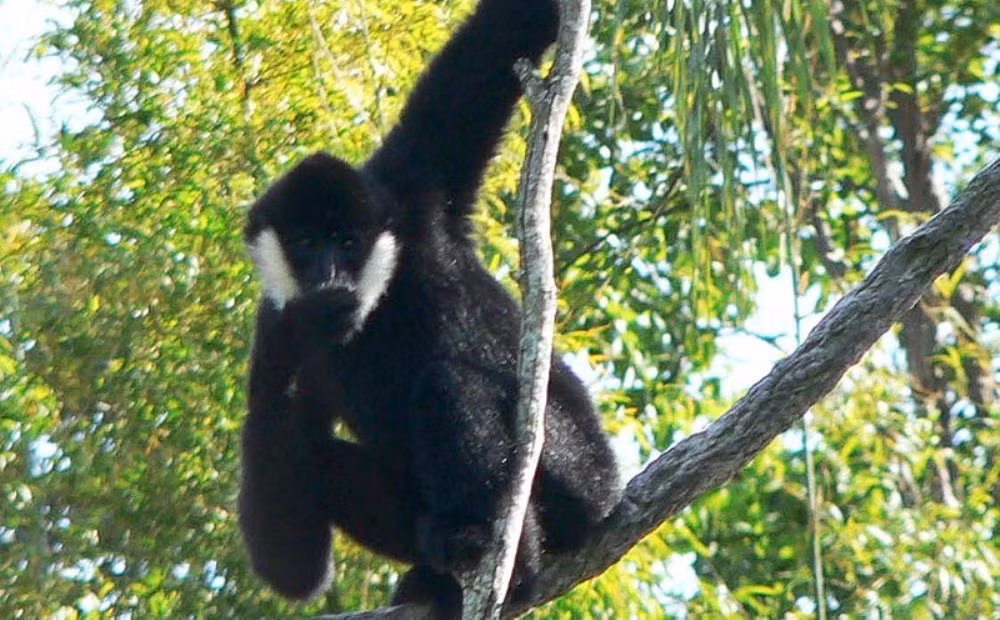 Theo lời kể của ông Dương, có người từng trả giá 30 triệu đồng nhưng ông không bán cá thể vượn đen má trắng trên.