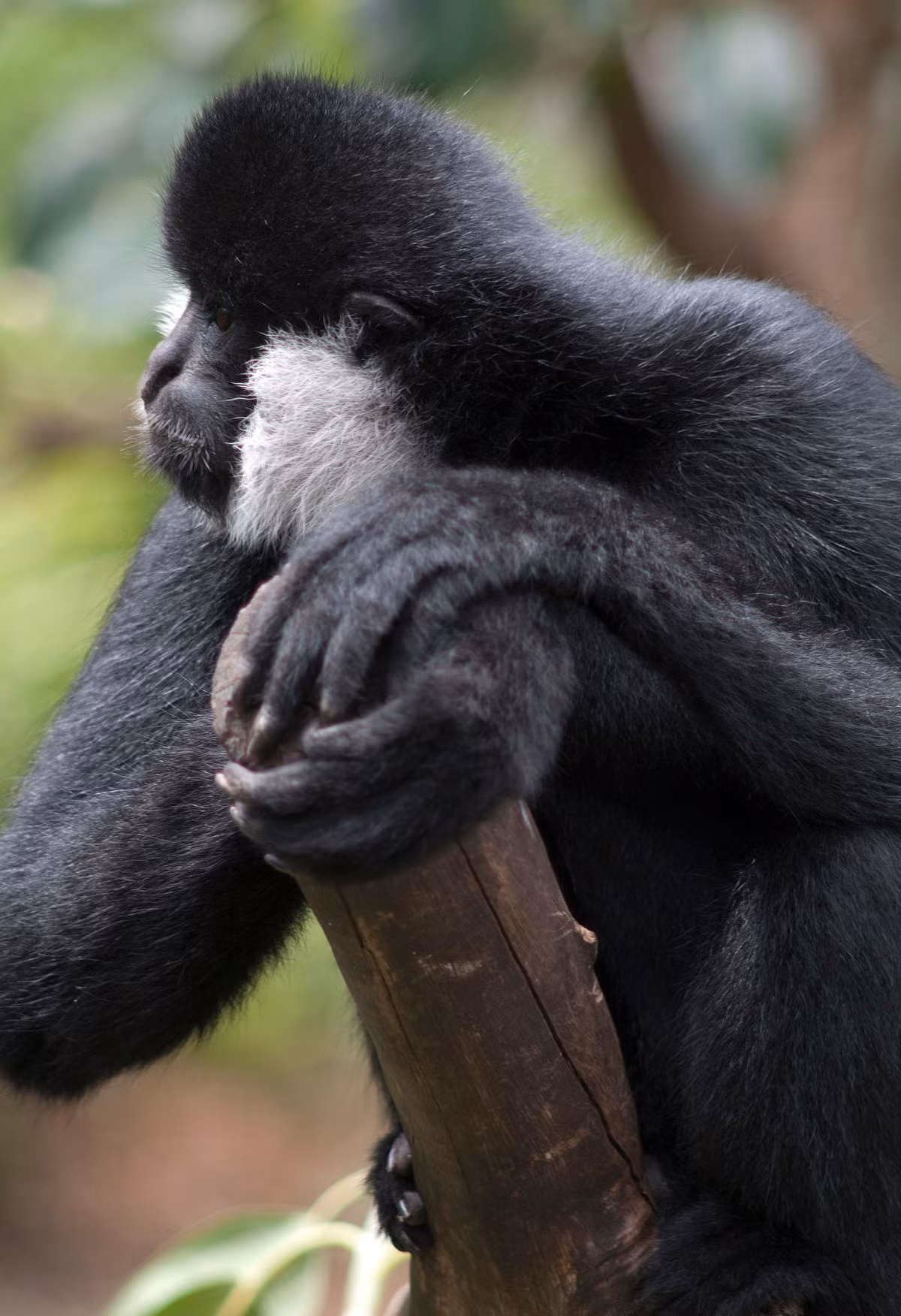 Vào năm 2011, quần thể 455 con vượn đen má trắng gồm nhiều đàn nhỏ đã được phát hiện ở Vườn quốc gia Pù Mát, tỉnh Nghệ An, gần biên giới với nước CHDCND Lào.