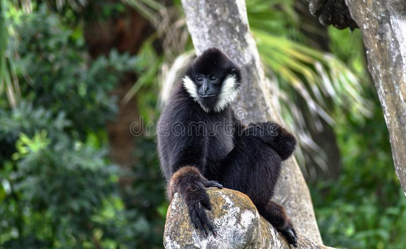 Theo các chuyên gia, số lượng vượn đen má trắng thuộc quần thể này chiếm tới 2/3 số lượng loài vượn này ở tại Việt Nam. Tính đến năm 2011, số lượng vượn đen má trắng đã giảm hơn 80% trong 45 năm.