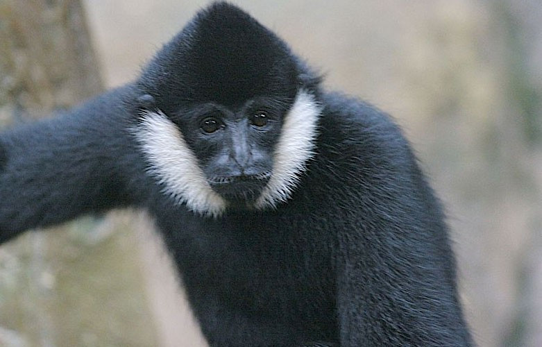 Ông Dương cho biết cá thể vượn đen má trắng, giới tính đực, này do một người bạn tặng và được gia đình nuôi gần 5 năm.