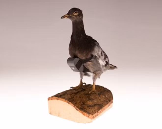 Điệp viên CIA từng trang bị máy ảnh siêu nhỏ lên những con chim bồ câu đã được huấn luyện để chụp ảnh các đối tượng, mục tiêu theo dõi từ xa.