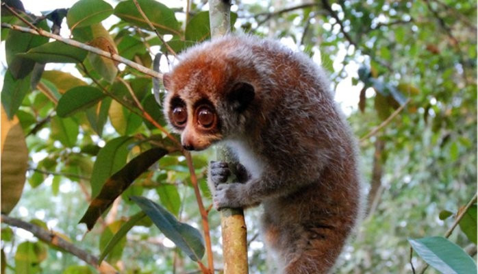 Cu li nhỏ có nọc độc. Nọc độc của chúng có tác dụng bảo vệ bản thân khỏi ký sinh trùng và được dùng để phòng vệ chống lại kẻ thù.