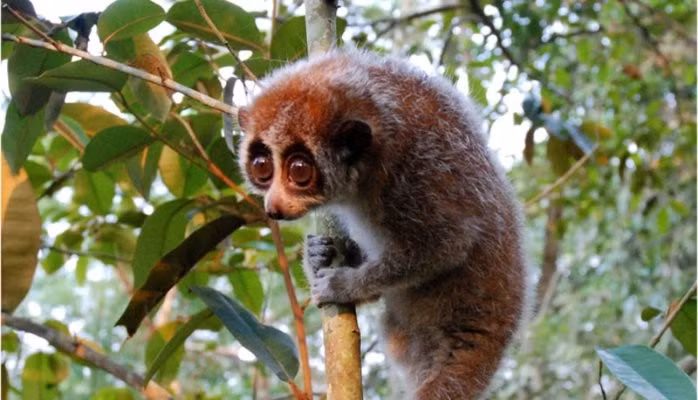 Cu li nhỏ có nọc độc. Nọc độc của chúng có tác dụng bảo vệ bản thân khỏi ký sinh trùng và được dùng để phòng vệ chống lại kẻ thù.