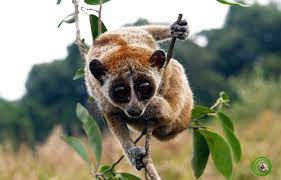 Sau khi ngủ dậy, anh Trường và vợ tìm hiểu thì biết con vật bắt được là một cá thể Cu li quý hiếm nằm trong Sách đỏ Việt Nam nên liên hệ với kiểm lâm để giao nộp.