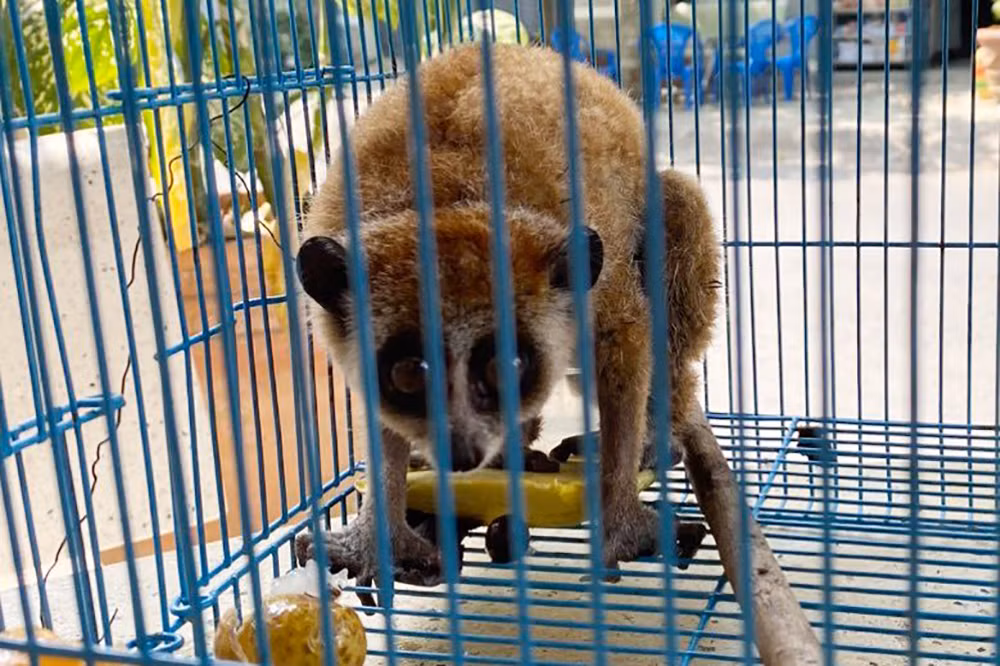 Theo lời kể của anh Trường, vào rạng sáng ngày 13/3, khi vừa tắt đèn để đi ngủ, anh phát hiện một con vật lạ leo tường vào nhà mình. Sau đó, anh bắt giữ và nhốt con vật vào lồng.