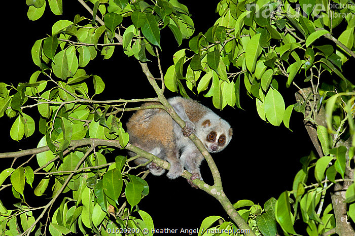 Nếu con người bị Cu li nhỏ cắn và trúng chất độc thì có thể có các triệu chứng như: phù nề, nôn mửa, thậm chí sốc phản vệ hoặc tử vong nếu không được điều trị kịp thời.