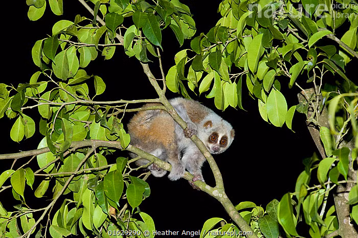 Nếu con người bị Cu li nhỏ cắn và trúng chất độc thì có thể có các triệu chứng như: phù nề, nôn mửa, thậm chí sốc phản vệ hoặc tử vong nếu không được điều trị kịp thời.