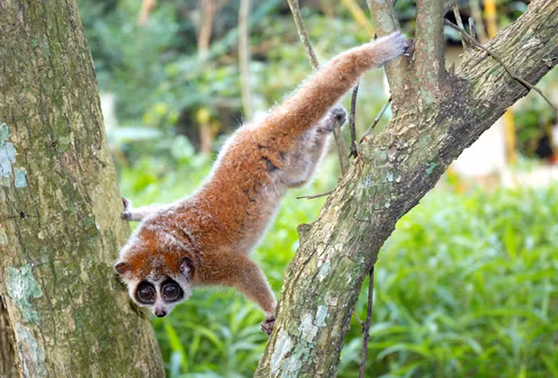 Loài Cu li nhỏ thường kiếm ăn ban đêm. Thức ăn chủ yếu chúng là là côn trùng, bọ cánh cứng, nhựa cây đóng cục.