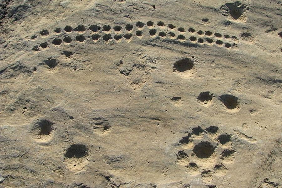 Nghiên cứu của các chuyên gia chỉ ra khoảng 1/3 số tranh khắc trên đá tại Al Jassasiya là họa tiết dấu cốc. Đây là hình thức điêu khắc thời tiền sử bao gồm nhiều kiểu vết lõm miệng tròn do đục sâu vào bề mặt đá tạo thành. Những họa tiết này đa dạng về kích thước, kiểu dáng, hình thức sắp xếp.