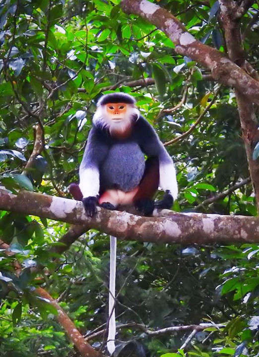 Vì vậy, ông Nguyễn Xuân Nin sau đó đã tự nguyện bàn giao cá thể voọc chà vá chân nâu cho Vườn quốc gia Vũ Quang.